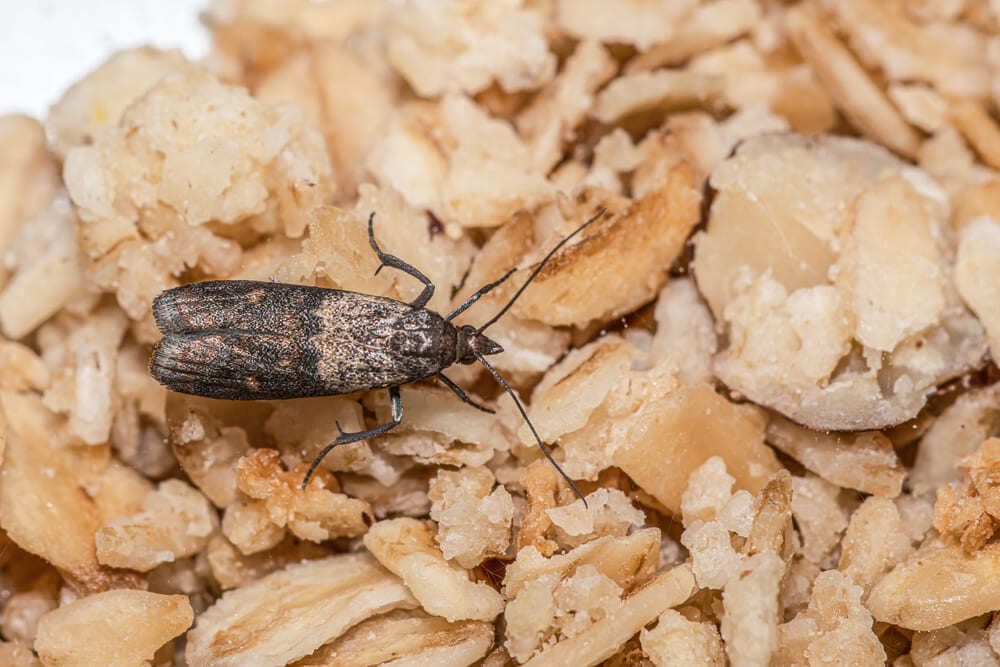 polilla de la harina sobre granos de avena. Foco con detalle
