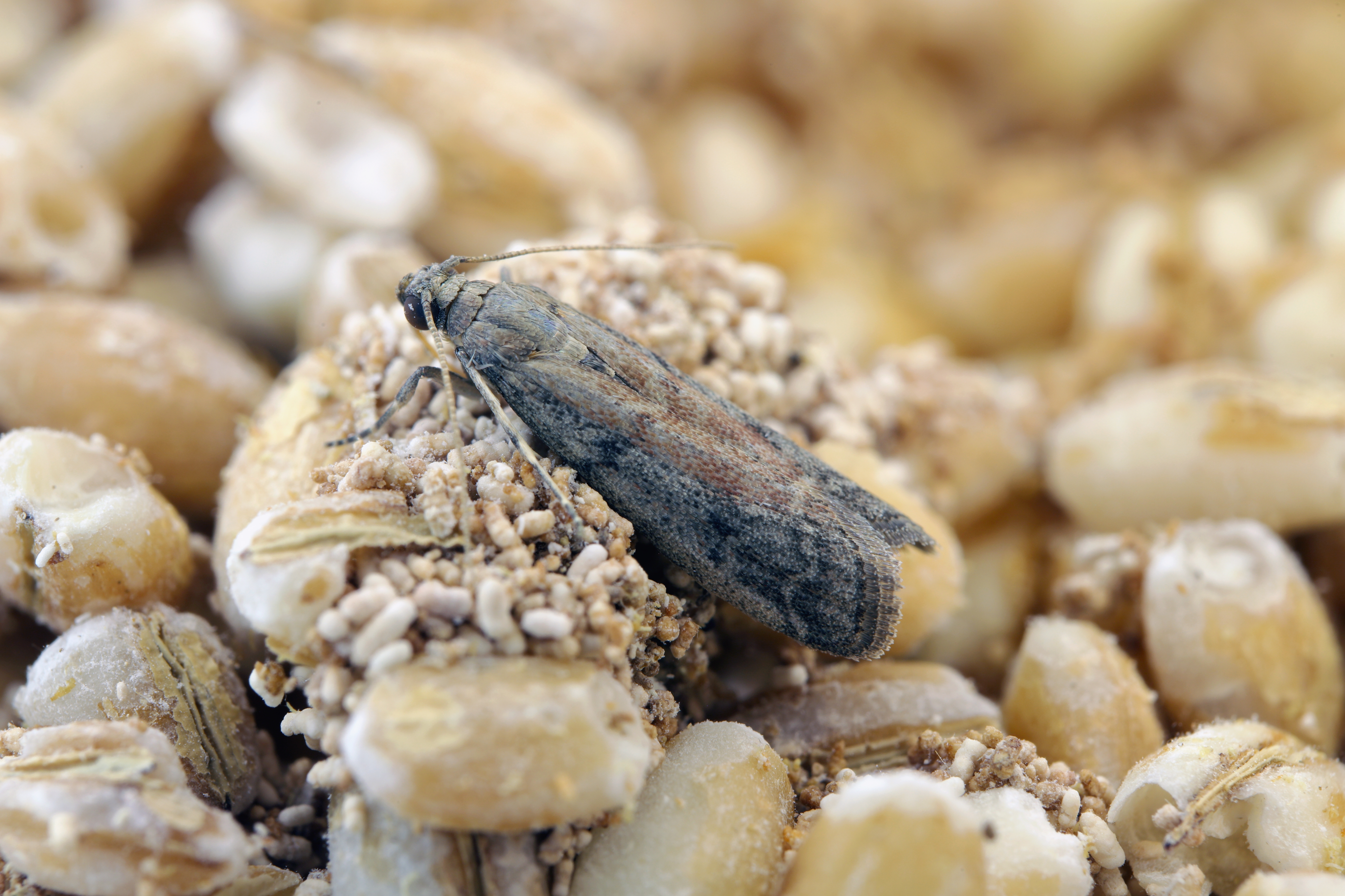 polilla gris sobre pequeños granos de comida.