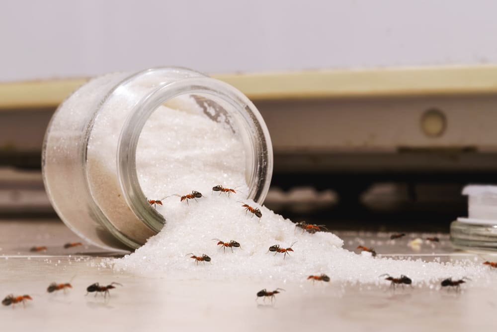 hormigas sobre azúcar derramada en el piso