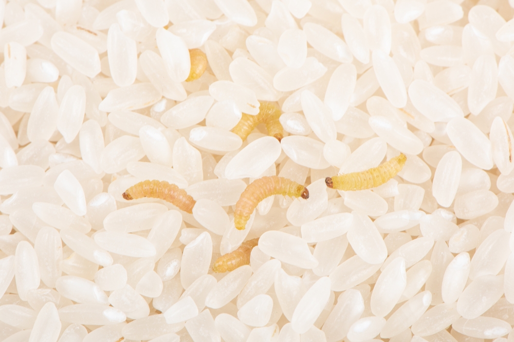 cuatro gusanos amarillos entre medio de granos de arroz blancos
