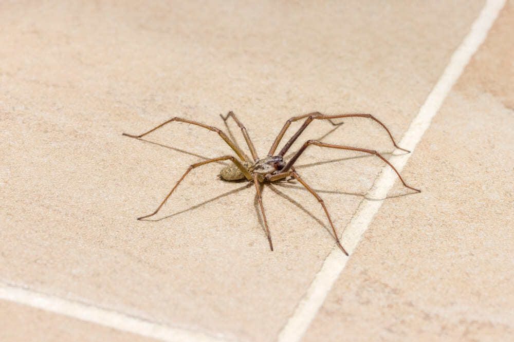 araña de rincón en piso de casa 