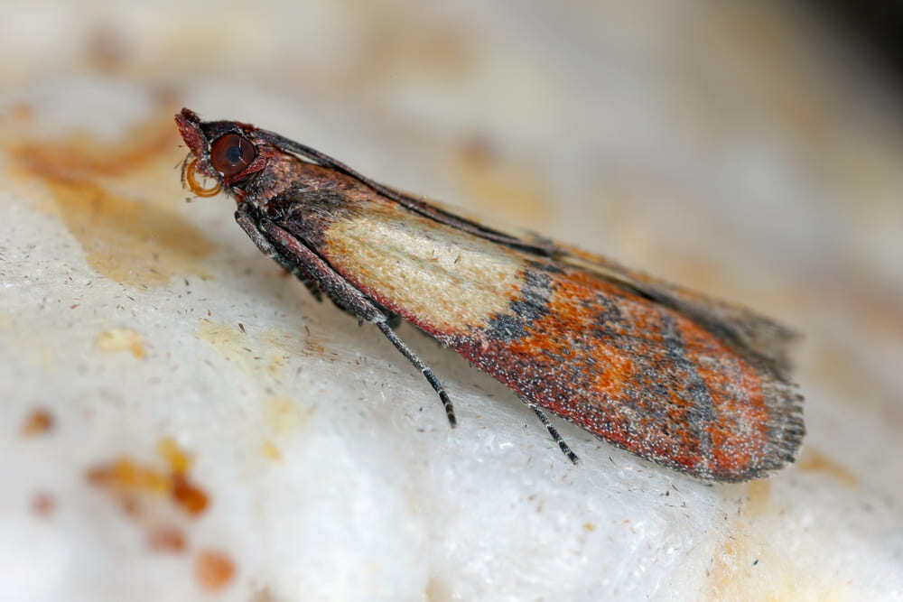 Polilla de la comida india o polilla de la harina (Plodia interpunctella) en la despensa.