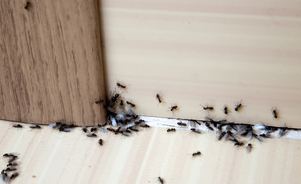 Actualizar 87+ imagen ropa insectos muy pequeños en casa